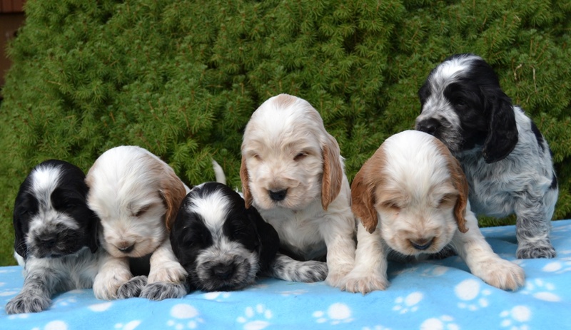 34-Janet, Jantar, Just, Jambo, Jessi, Janie.JPG